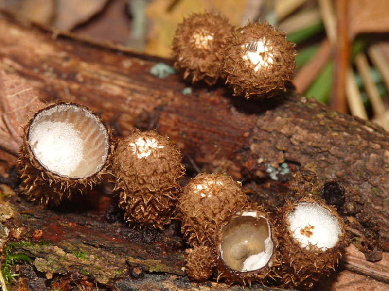 Cyathus striatus